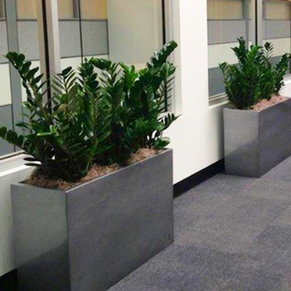 hall way plants