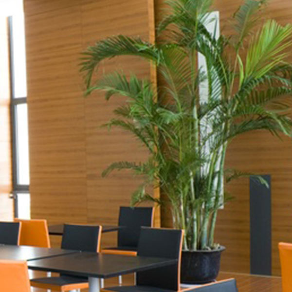 plant in conference room