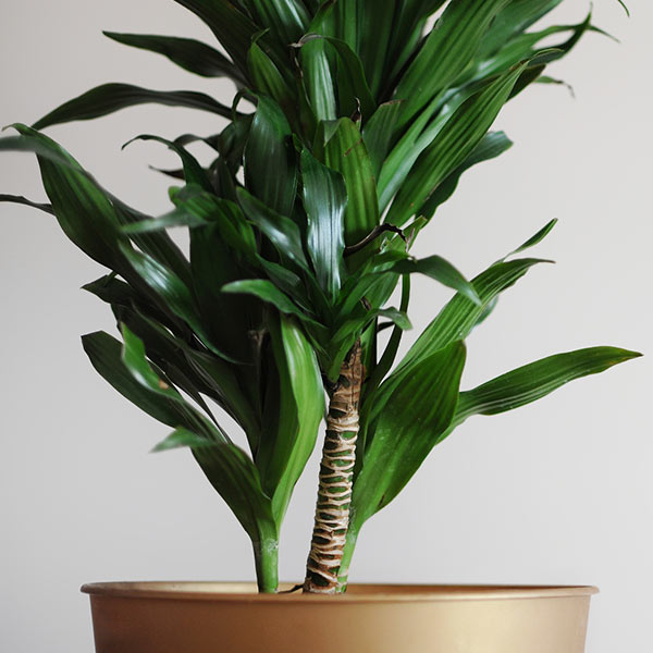 plant on vase